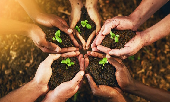 groupe de paires de mains tenant des plantes