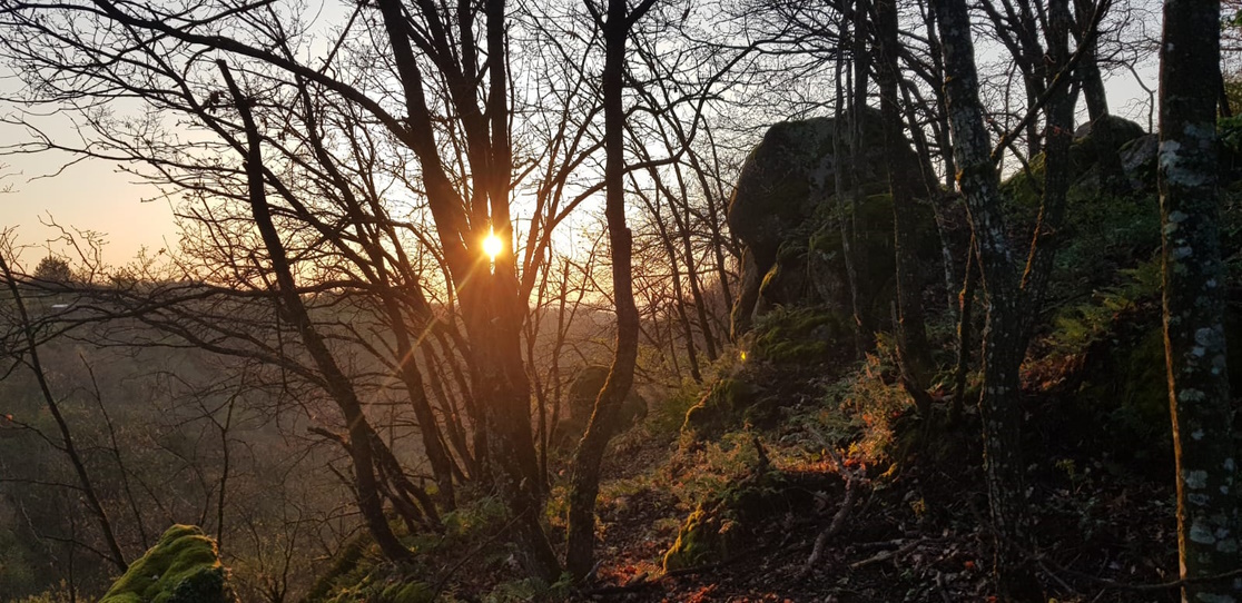couché de soleil dans les arbres