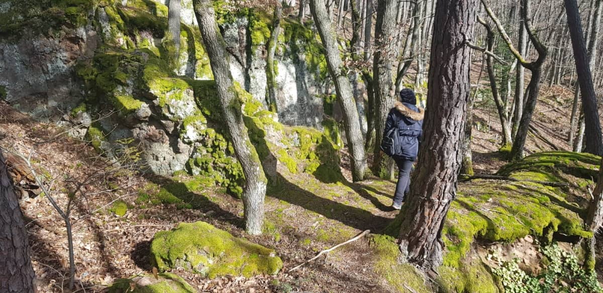 personne seule qui marche dans la foret